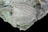 Blastoid (Pentremites) Fossil - Illinois #95948-2